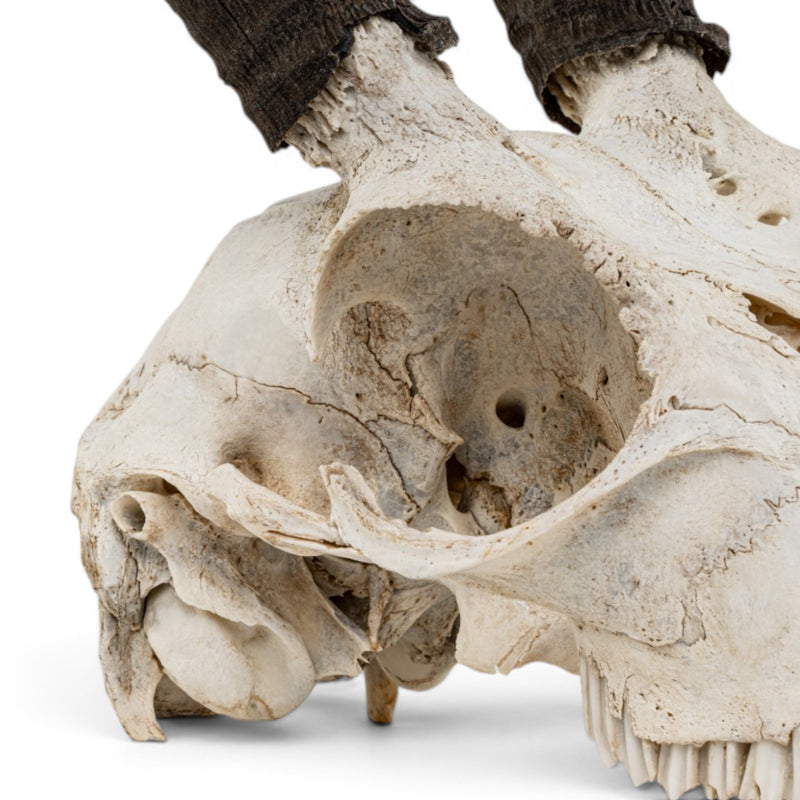 Real Mountain Reedbuck Skull