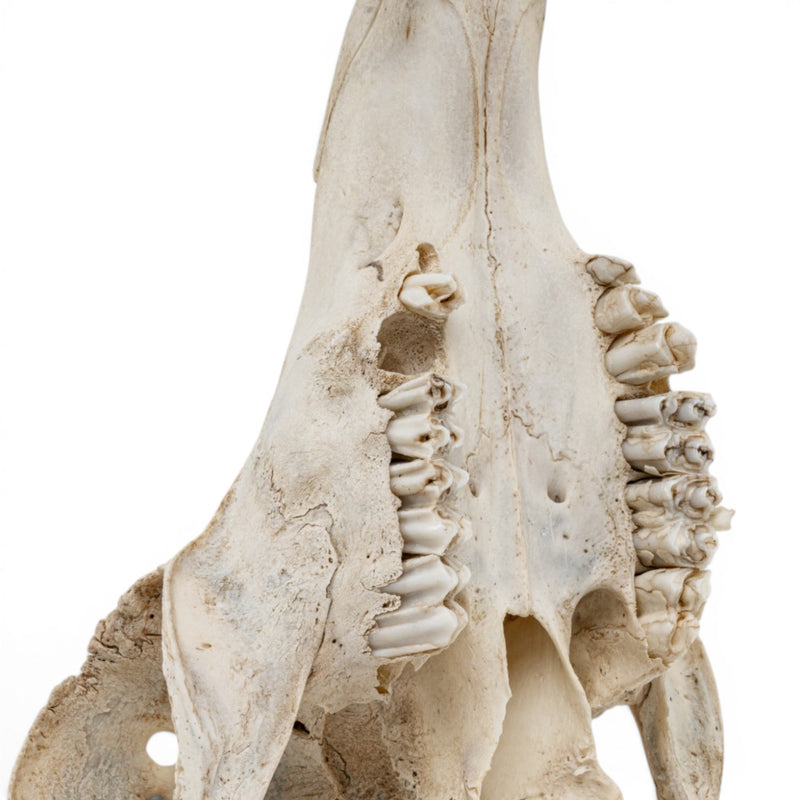 Real Mountain Reedbuck Skull