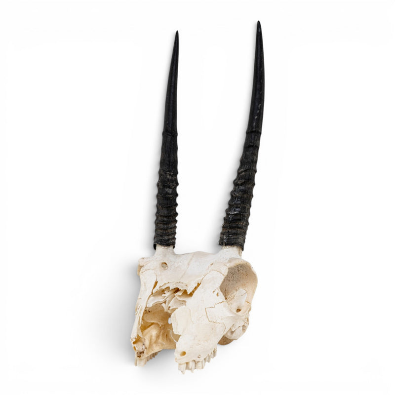 Real Oribi Skull - Impaired
