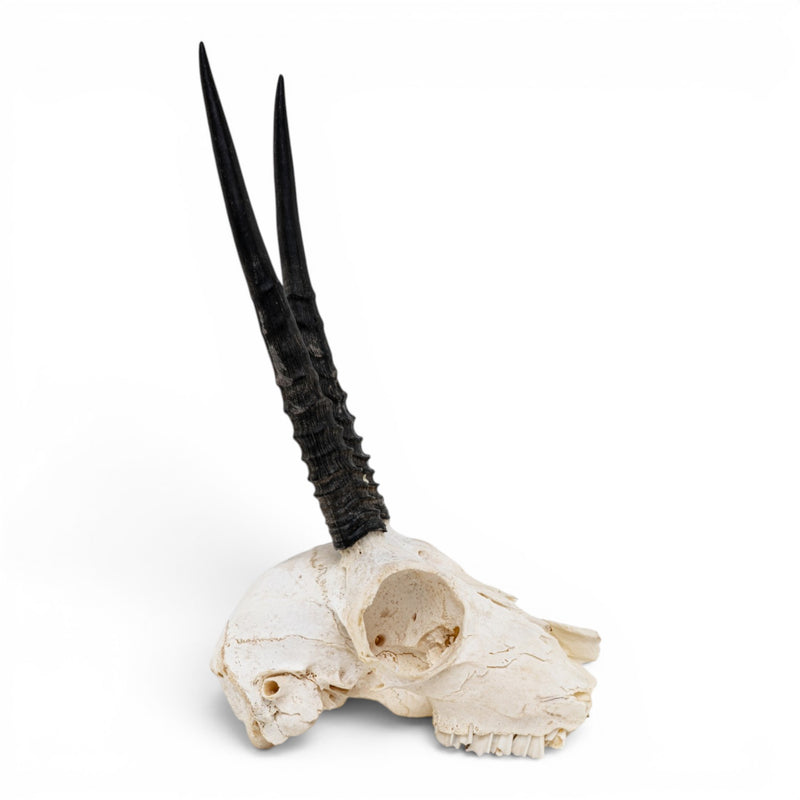 Real Oribi Skull - Impaired
