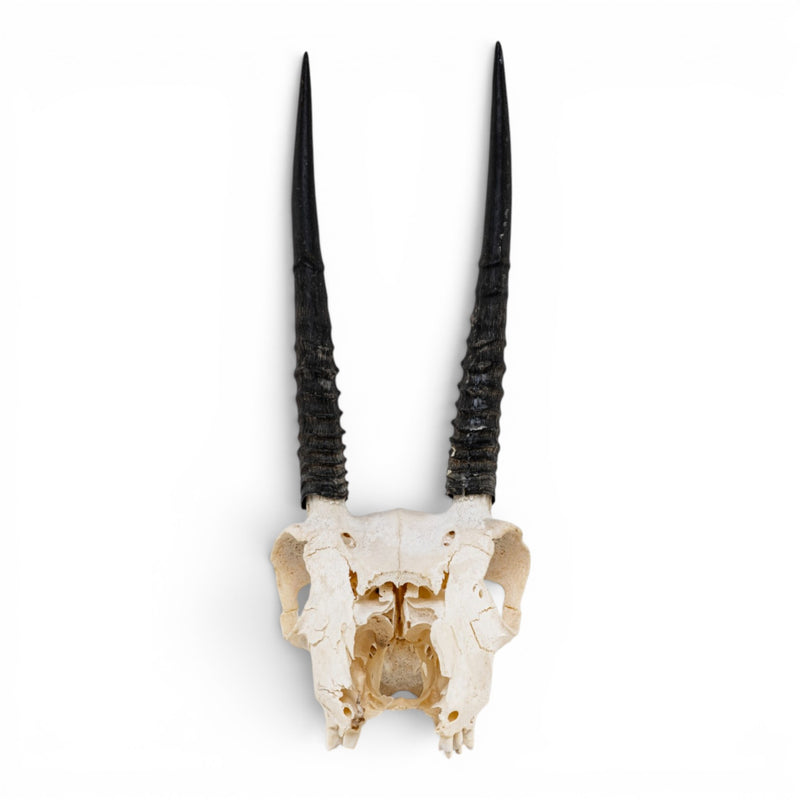 Real Oribi Skull - Impaired