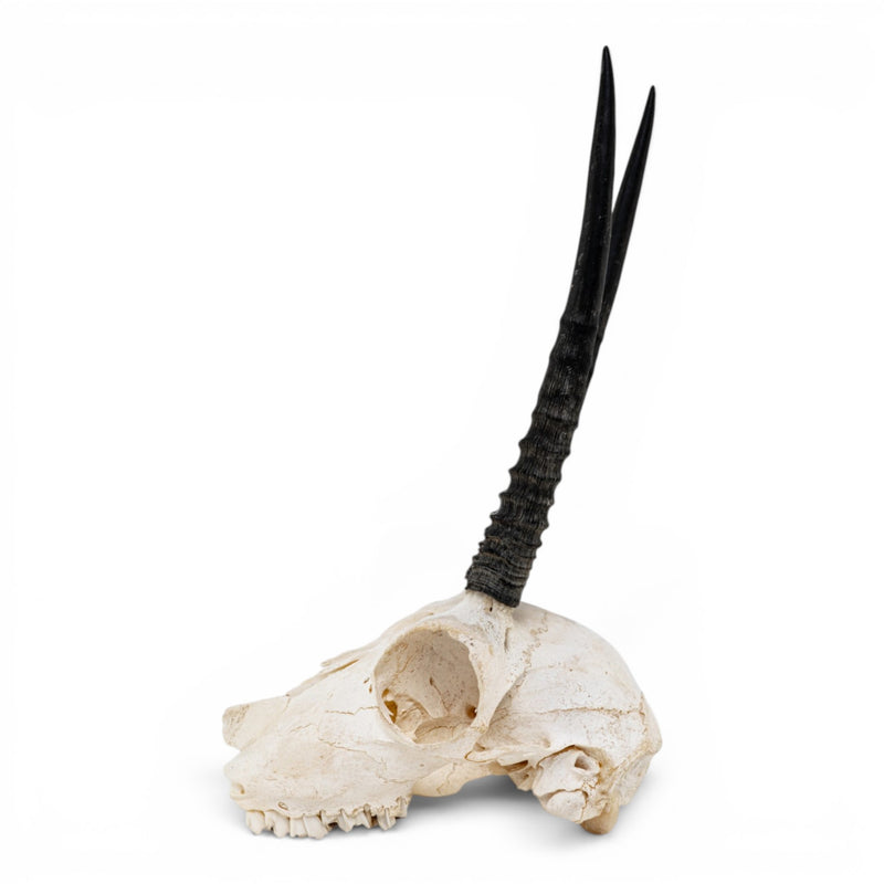 Real Oribi Skull - Impaired