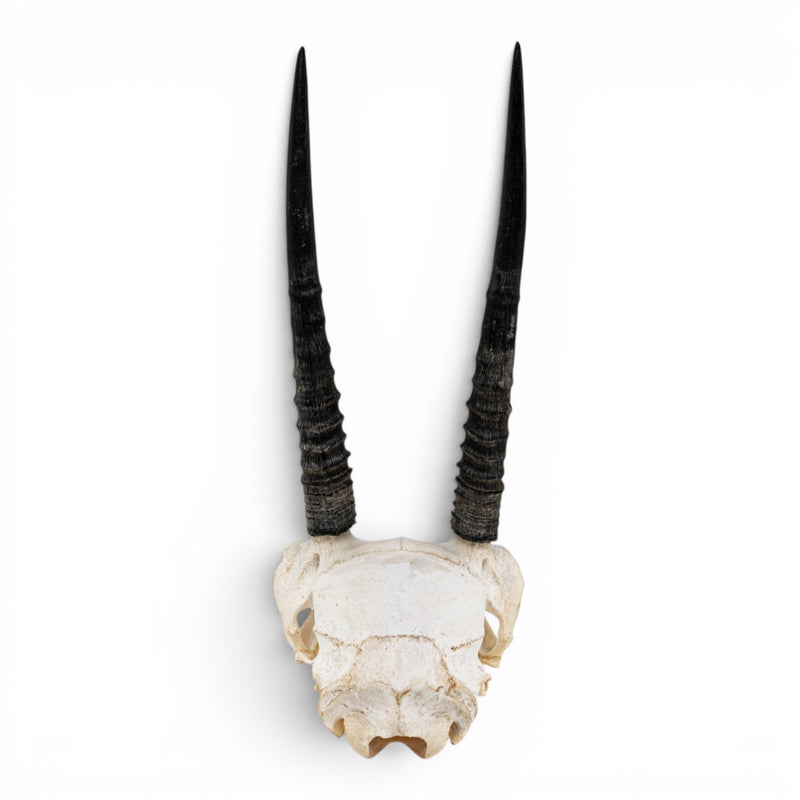 Real Oribi Skull - Impaired