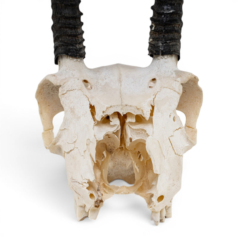 Real Oribi Skull - Impaired
