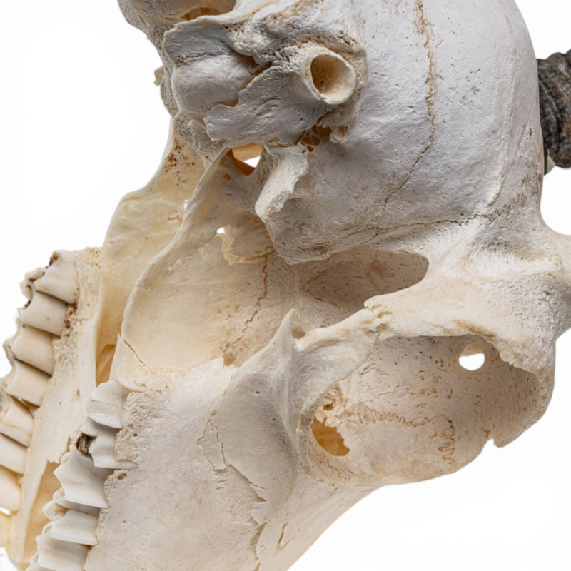 Real Oribi Skull - Impaired
