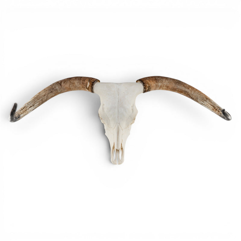 Real Longhorn Skull