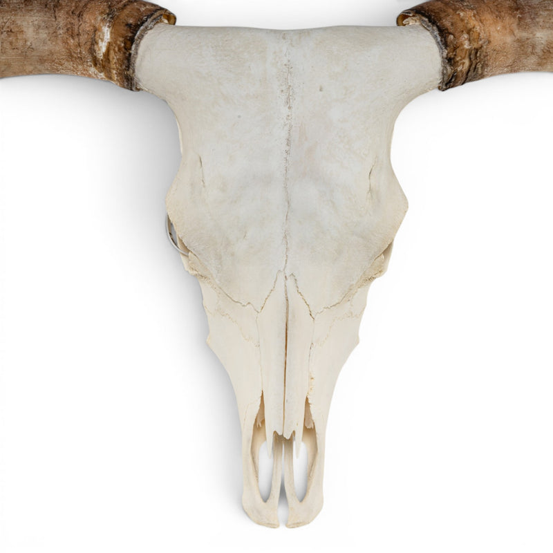 Real Longhorn Skull