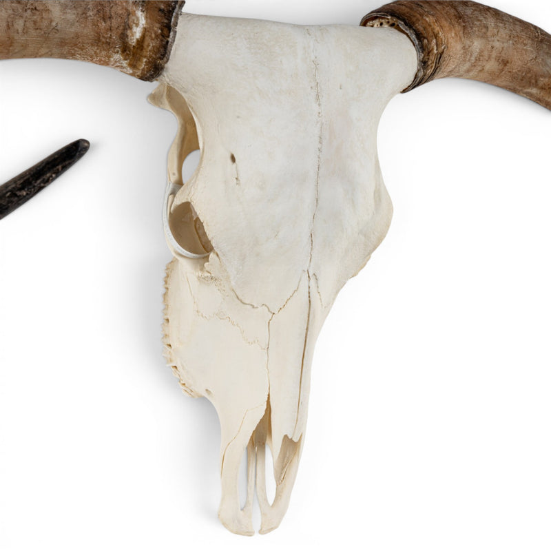 Real Longhorn Skull