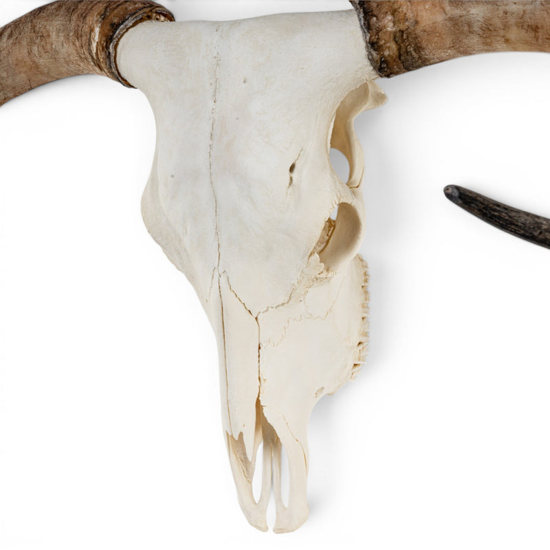 Real Longhorn Skull