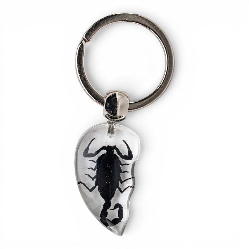 Real Scorpion in Acrylic Keychain Heart