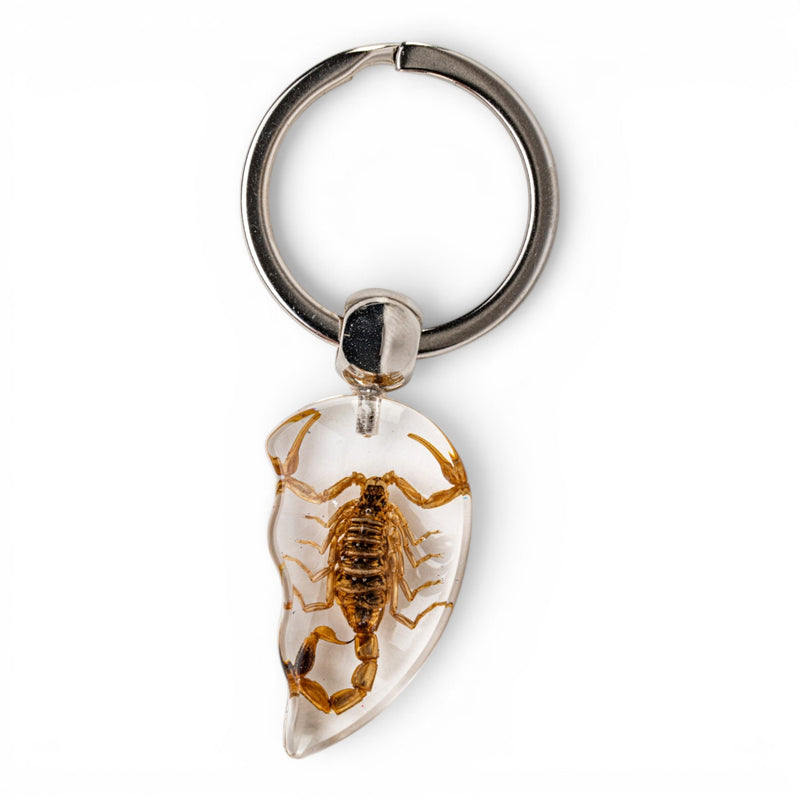 Real Scorpion in Acrylic Keychain Heart