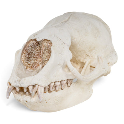 Replica Crabeater Seal Skull