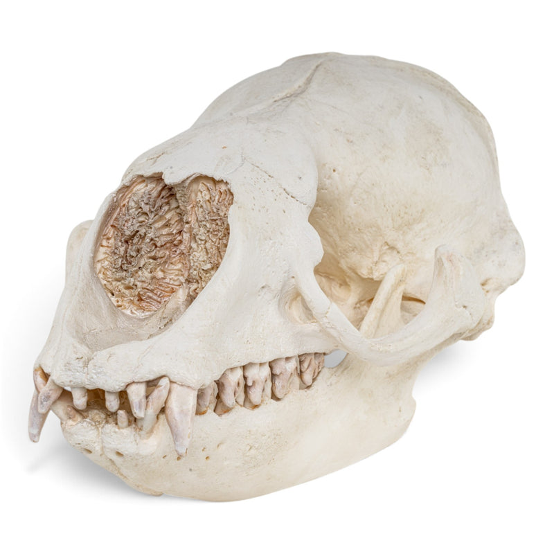 Replica Crabeater Seal Skull