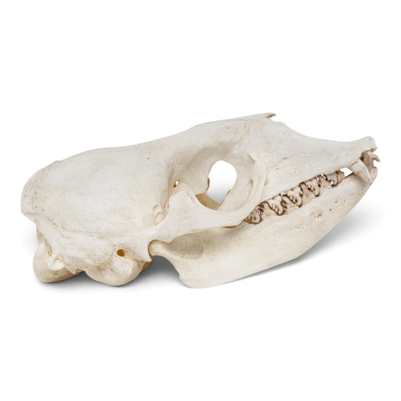 Replica Crabeater Seal Skull