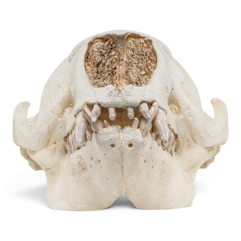 Replica Crabeater Seal Skull