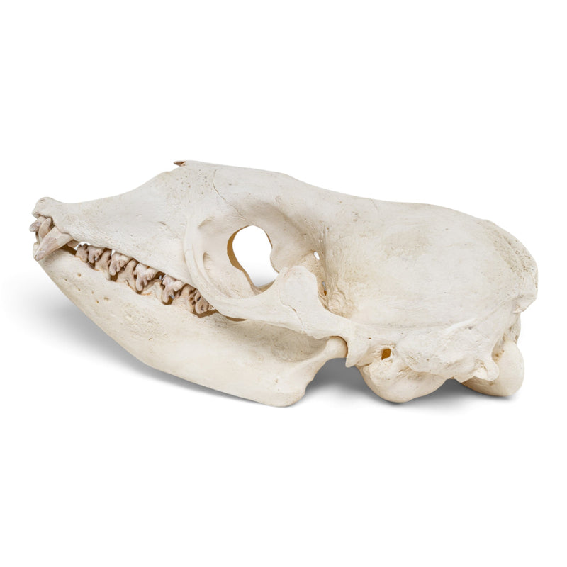 Replica Crabeater Seal Skull