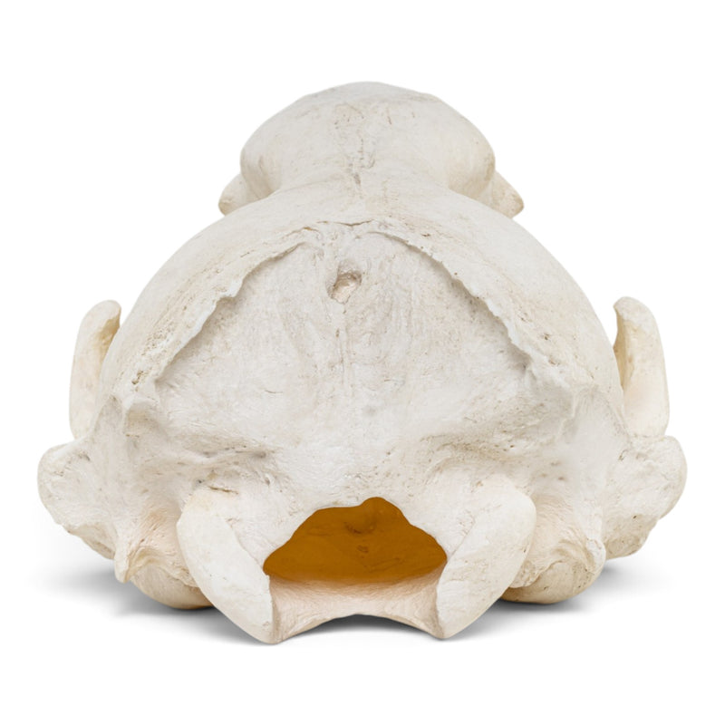 Replica Crabeater Seal Skull