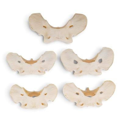 Real Wolf Vertebra