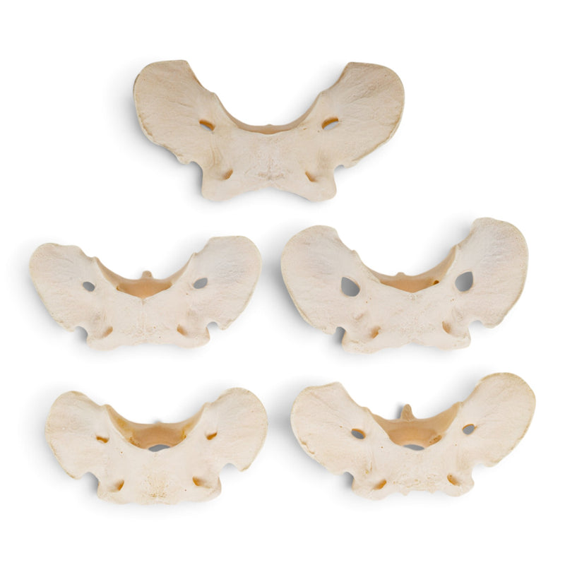 Real Wolf Vertebra