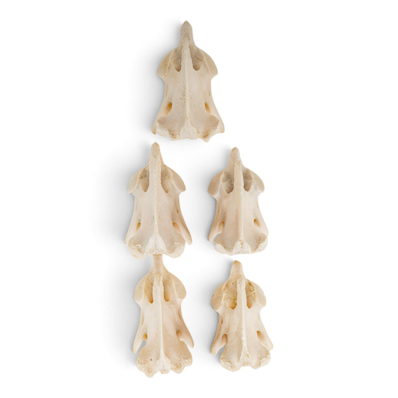 Real Wolf Vertebra