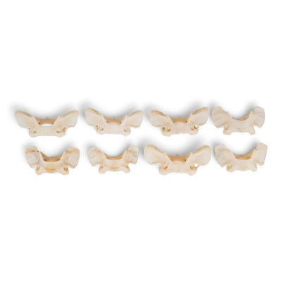 Real Lynx Vertebra
