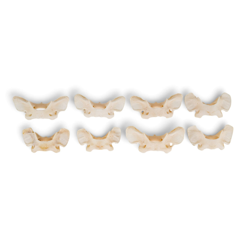 Real Lynx Vertebra