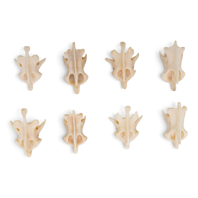 Real Lynx Vertebra