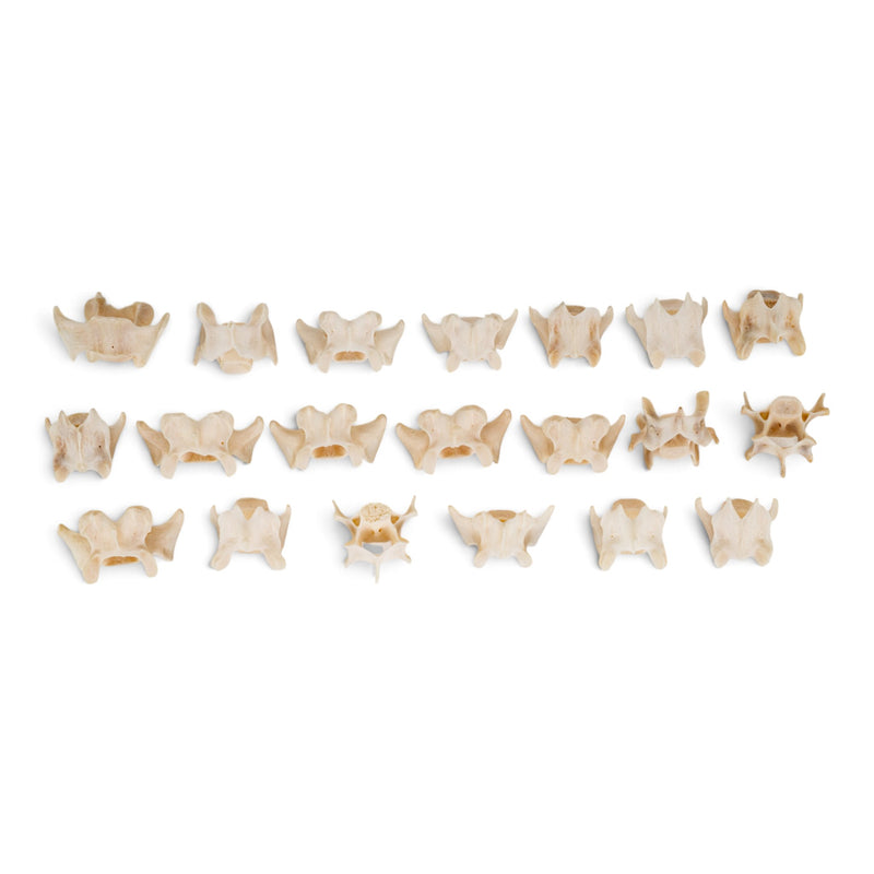 Real Lynx Vertebra