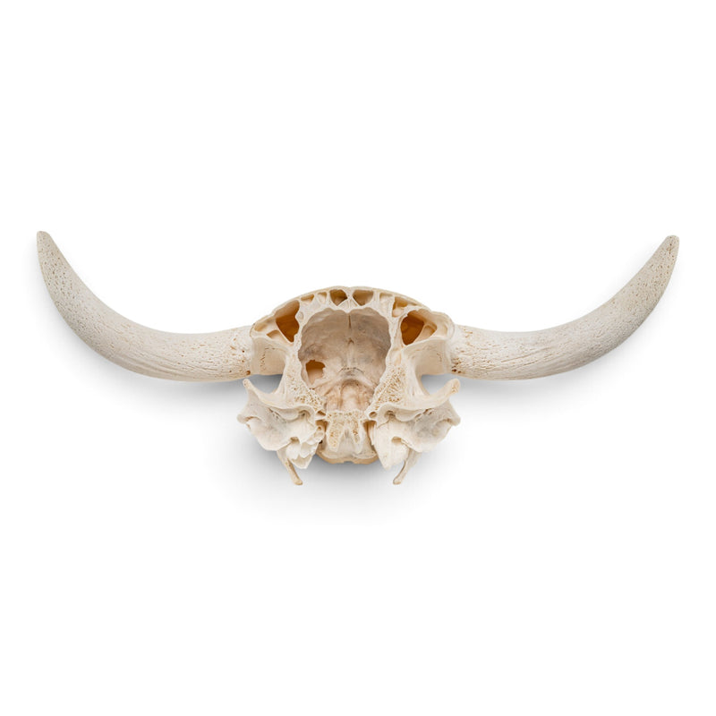 Real Longhorn Skull Plate