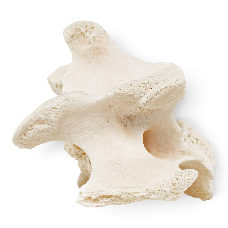 Real Wolf Vertebra - Pathology