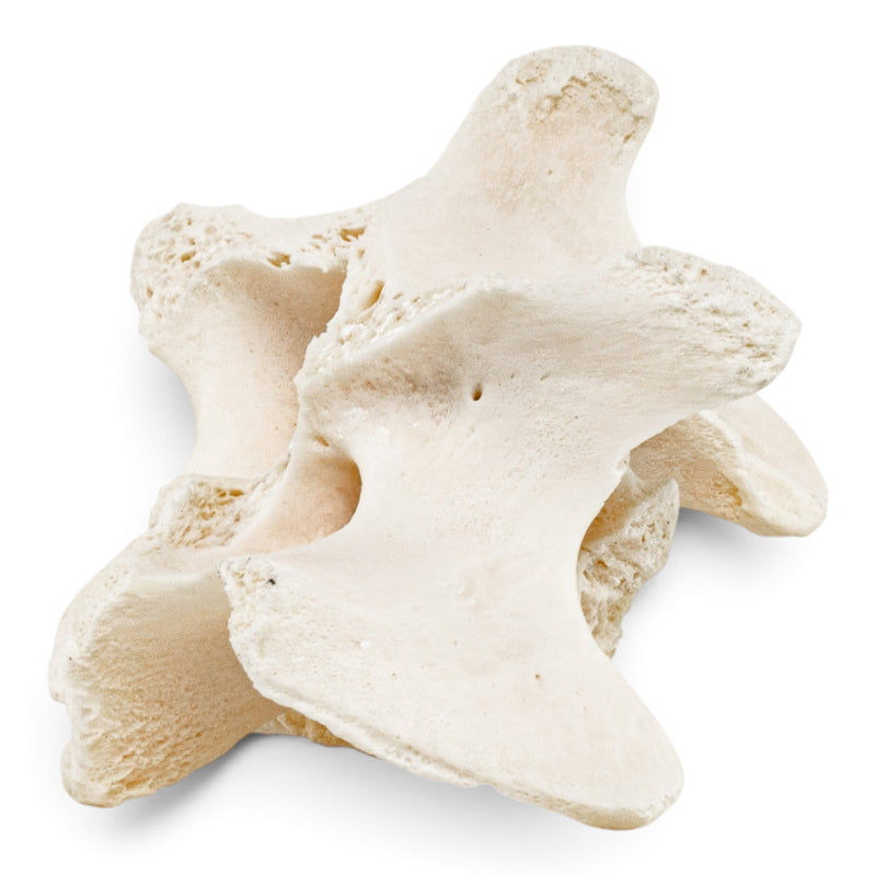 Real Wolf Vertebra - Pathology