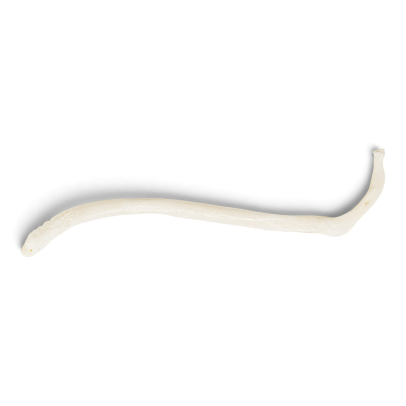 Real Raccoon Baculum