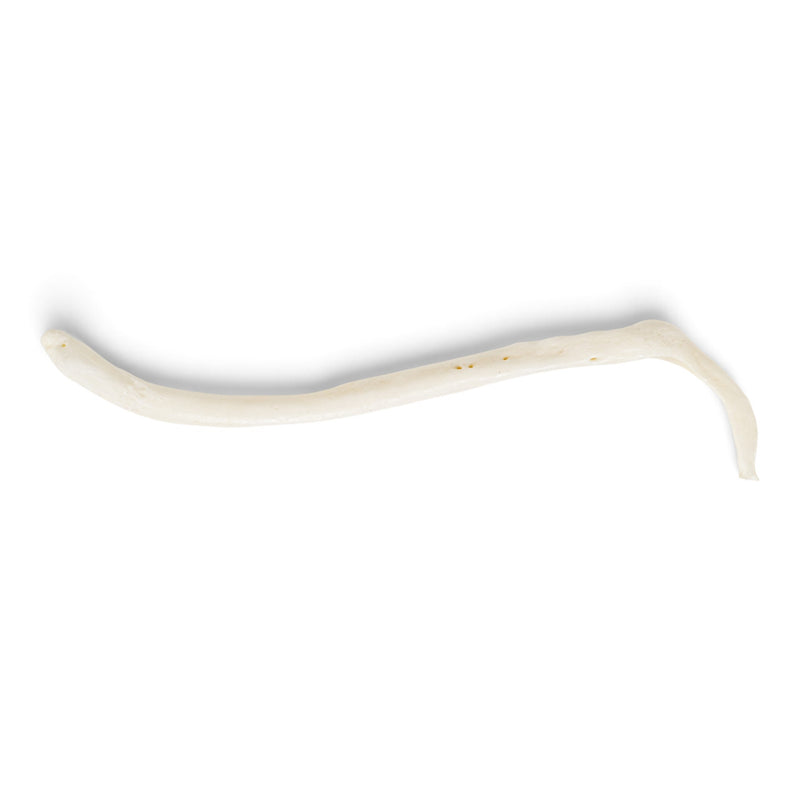 Real Raccoon Baculum