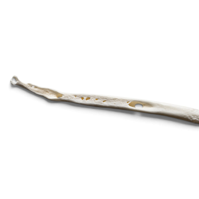Real Raccoon Baculum