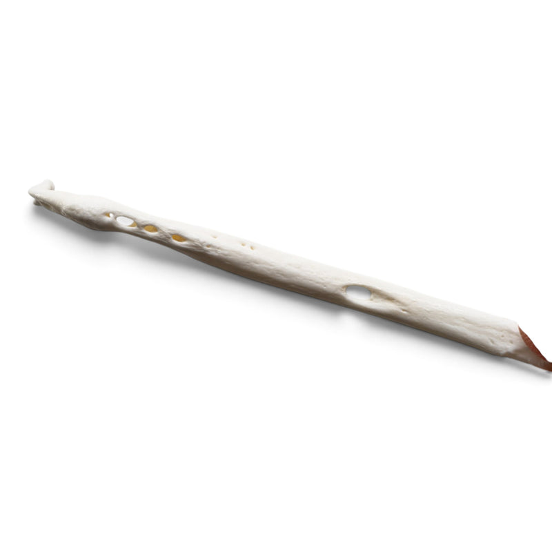 Real Raccoon Baculum