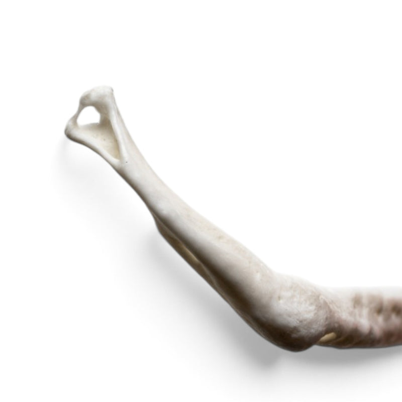 Real Raccoon Baculum