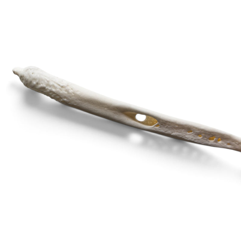 Real Raccoon Baculum