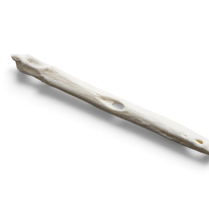 Real Raccoon Baculum