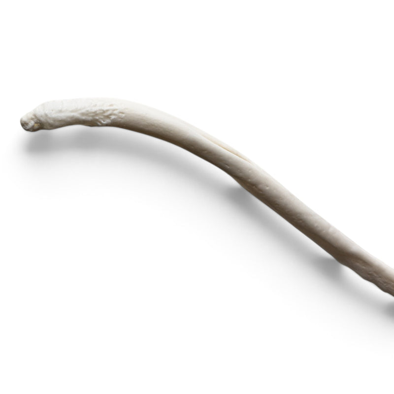 Real Raccoon Baculum