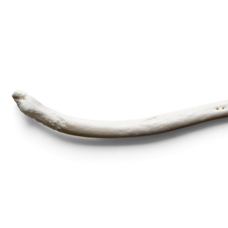 Real Raccoon Baculum