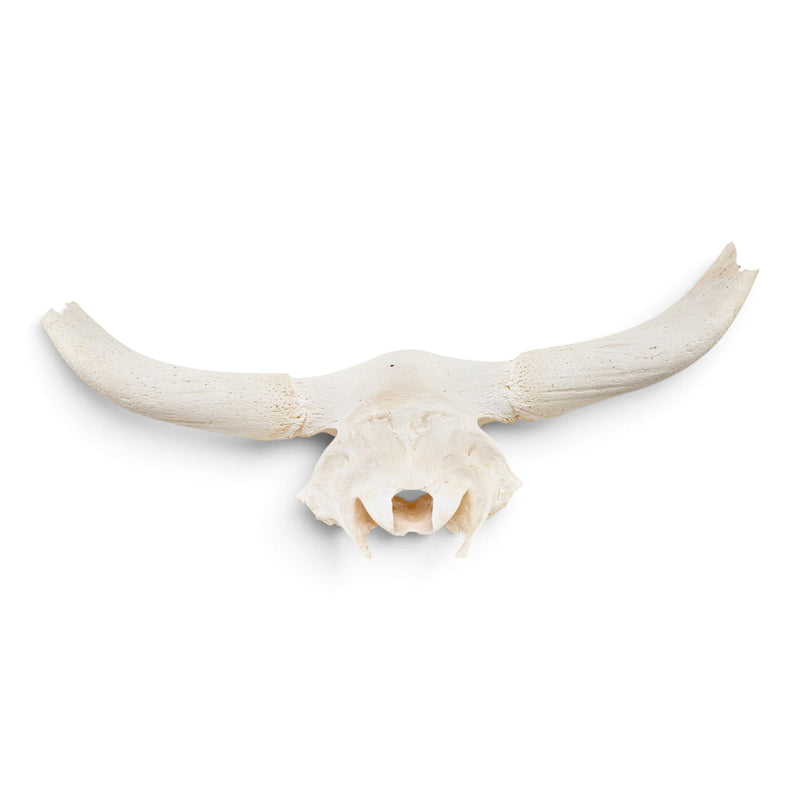 Real Longhorn Skull Plate