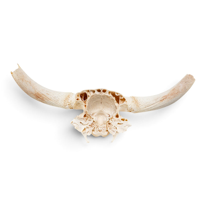 Real Longhorn Skull Plate