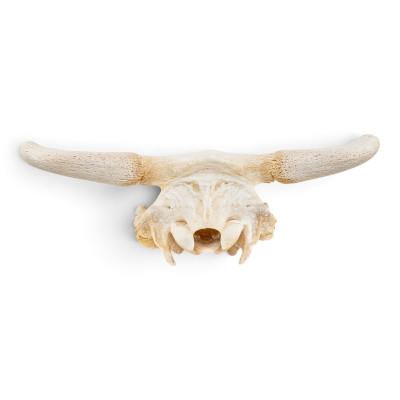 Real Longhorn Skull Plate