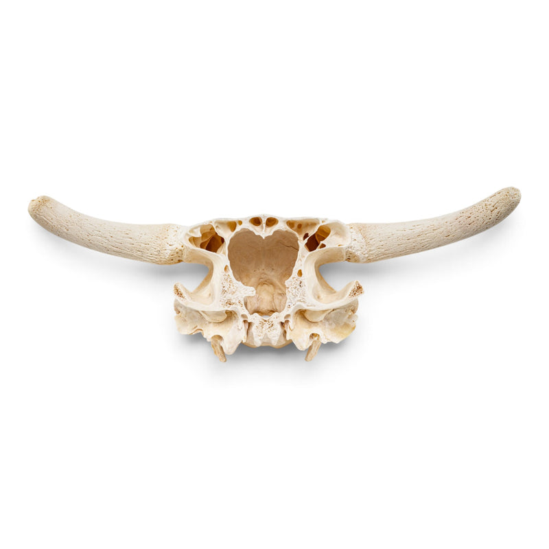 Real Longhorn Skull Plate
