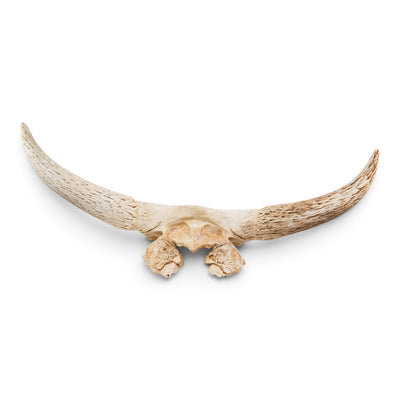 Real Longhorn Skull Plate