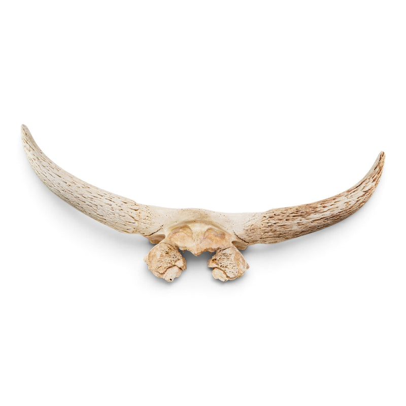 Real Longhorn Skull Plate