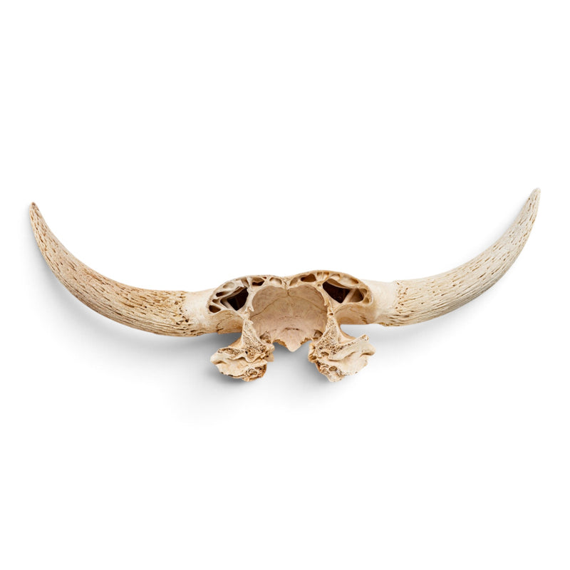 Real Longhorn Skull Plate