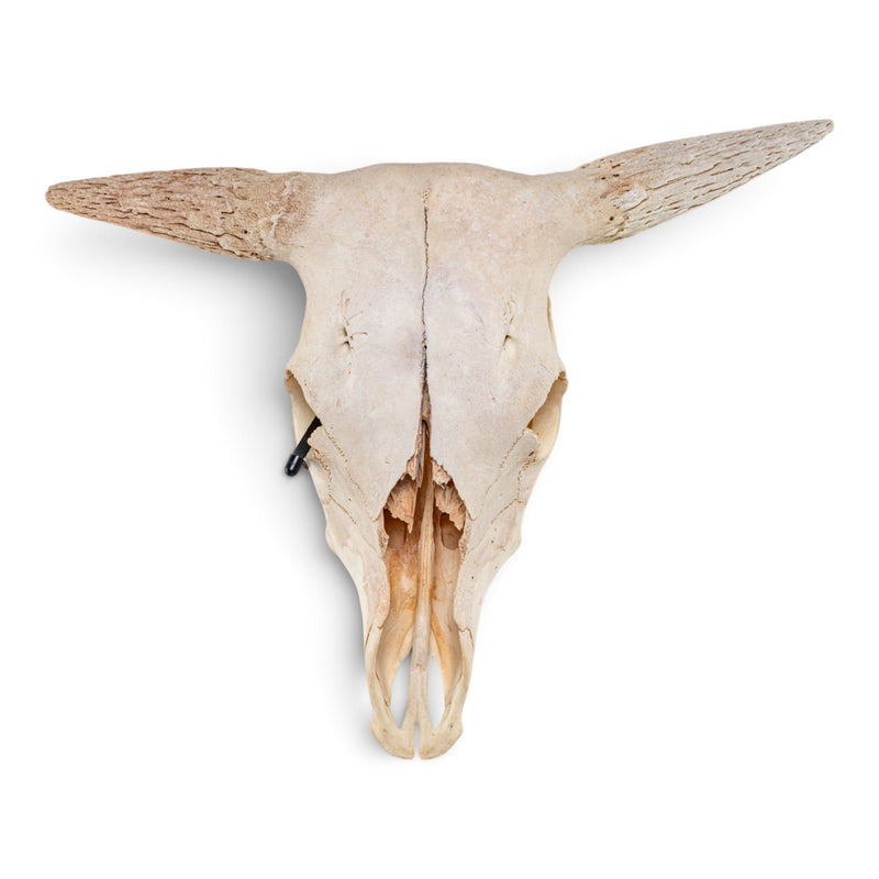 Real Longhorn Skull - Without Horns