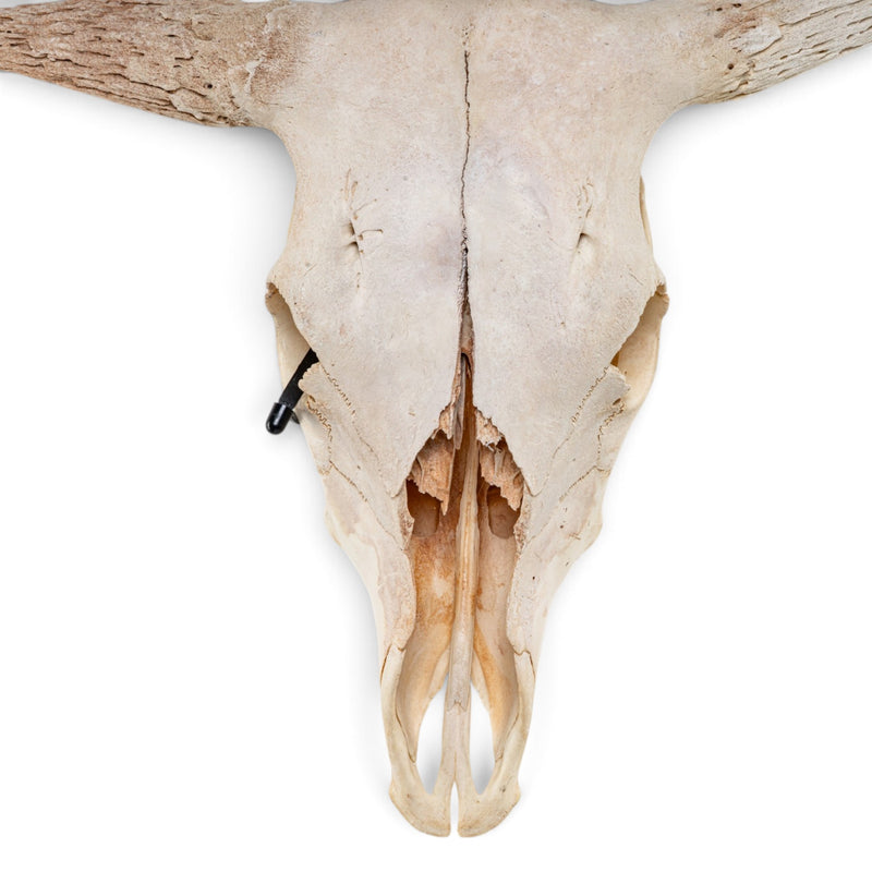 Real Longhorn Skull - Without Horns