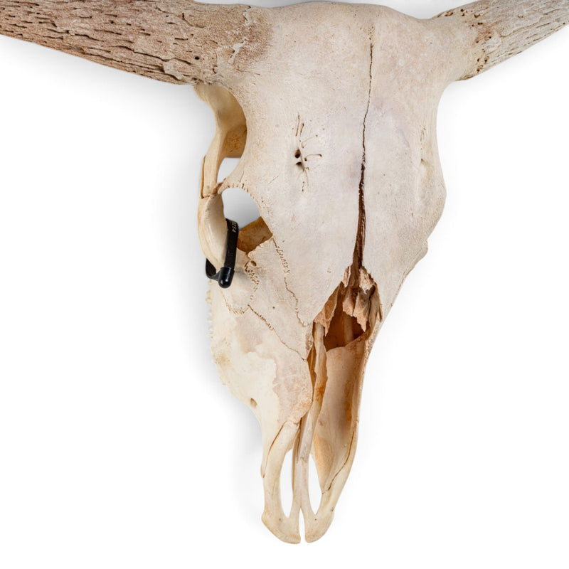 Real Longhorn Skull - Without Horns